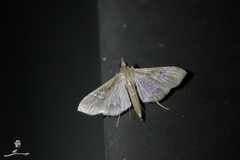 Maruca vitrata