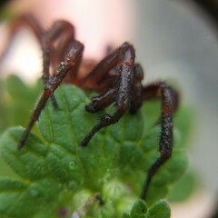 Myrmekiaphila