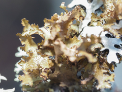 Tuckermanopsis orbata