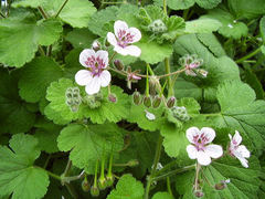 Erodium trifolium