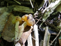 Hypomyces leotiicola