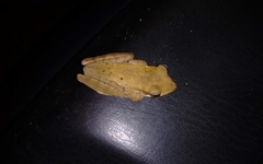 Polypedates occidentalis