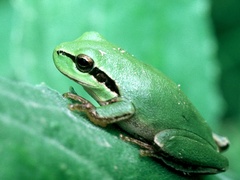 Hyla meridionalis