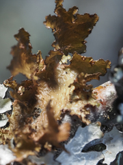 Tuckermanopsis orbata