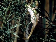 Hyla meridionalis