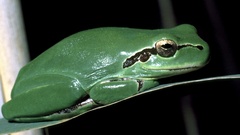 Hyla meridionalis