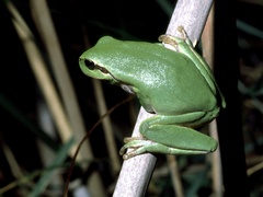 Hyla meridionalis