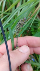 Salvia palifolia