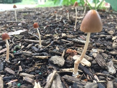Psathyrella atrospora