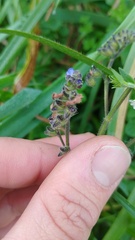 Salvia palifolia