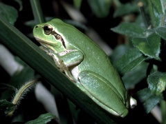 Hyla meridionalis