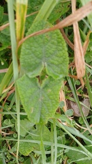 Salvia palifolia