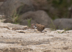 Charadrius tricollaris
