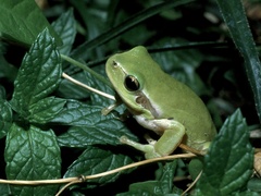 Hyla meridionalis