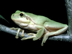 Hyla meridionalis
