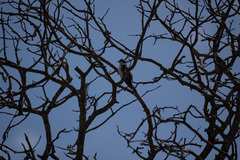 Chrysococcyx caprius