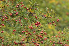 Crataegus monogyna
