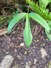 Aristolochia trilobata