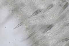 Peniophorella pubera