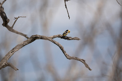 Trachyphonus vaillantii