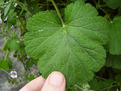 Erodium trifolium