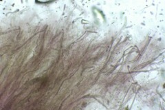 Gloiothele lactescens