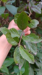 Xylosma spiculifera