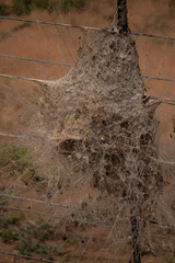 Stegodyphus dumicola