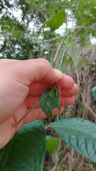 Passiflora bogotensis