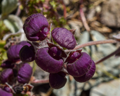 Calceolaria arachnoidea