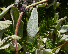 Calceolaria arachnoidea