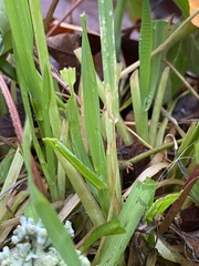 Stenotaphrum secundatum