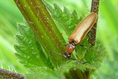 Denticollis linearis