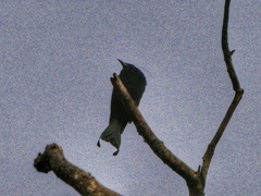 Dicrurus hottentottus