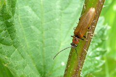 Denticollis linearis