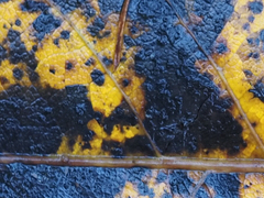 Dothideomycetes