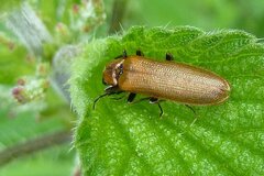 Denticollis linearis