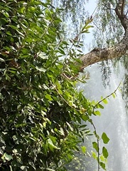 Papilio garamas garamas