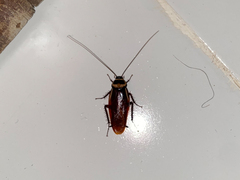 Periplaneta australasiae image