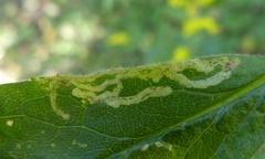 Phytomyza albiceps group