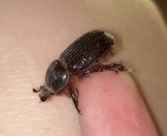 Archophileurus