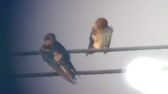 Petrochelidon fluvicola