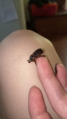 Archophileurus
