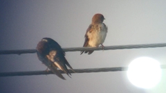 Petrochelidon fluvicola