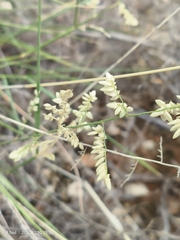 Eragrostis truncata