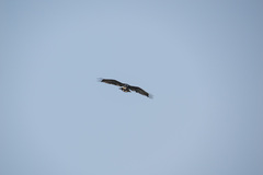 Hieraaetus wahlbergi