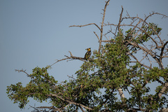 Trachyphonus vaillantii