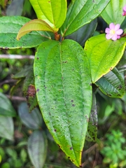 Miconia thomasiana