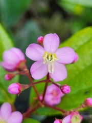 Miconia thomasiana