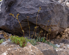 Calceolaria arachnoidea